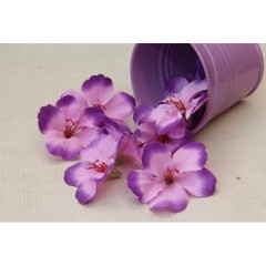 Фрезия и гортензия