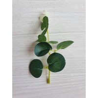 Евкаліпт гілочка, зелений 50 шт.