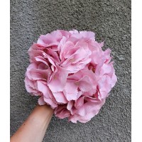 Гортензия головка большая  , розовая