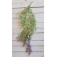 Зелень кучерява " Гілка з квітами" зелена з фіолетовим