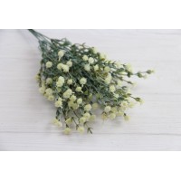 Зелень " Гіпсофіла" айворі