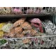 Добавка с шариком  ,  красная с белым  12 букетов