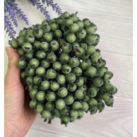 Калина сахарная ,  оливковая              400 шт