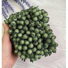 Калина сахарная ,  оливковая              400 шт