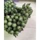 Калина сахарная ,  оливковая              400 шт