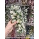 Тюльпаны большие  ,  кремовые  36 шт