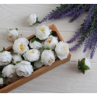 Півонія Кучерява  МАЛЕНЬКА , головка   Біла  25 шт
