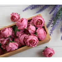 Півонія Кучерява  МАЛЕНЬКА , головка   світло малиновий   25 шт