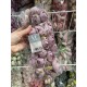 Пионы  закрытые  № 2 ,   сиреневая пудра    36 шт