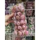 Пионы  закрытые  № 2 ,   пыльно розовые      36 шт