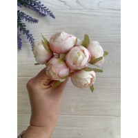 Півонії закриті № 2  , айворі з рожевим  36 шт