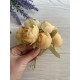 Пионы  закрытые  № 2 ,   карамельные      36 шт