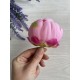 Пионы Соланж ,  розовые       10 шт