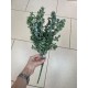 Зелень " Самшит "  зеленый припыленый