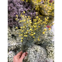 Зелень " Гипсофила  "  желтая