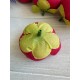Ранункулюс бутон ,    малиново бордовый               100 шт