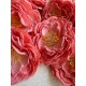 Роза Чайная  ,   розово коралловая      упаковка  20 шт