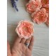 Роза Чайная  ,  персиковая     упаковка  20 шт