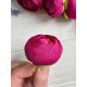 Ранункулюс бутон ,    малиновые              100 шт