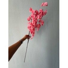 Сакура гілка " Довга "   , коралова