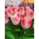 Тюльпани  букет, рожеві з білим   9 шт