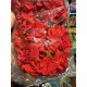 Хризантема № 2 червона 60 шт