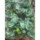 Роза головка "Іден"  бюрюзова 100 шт