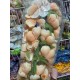 Пионы на ножке раскрытые " Марта " персиковая 60 шт