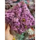 Мак головка бузковий 100 шт