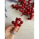 Шиповник 30728 красный  20 шт