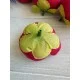 Ранункулюс бутон , малиново бордовий   100 шт