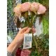 Букет  " Розы  кудрявые  " персиково розовые  9 шт
